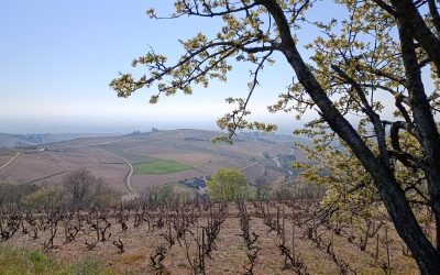 Une immersion linguistique et œnologique dans le Beaujolais